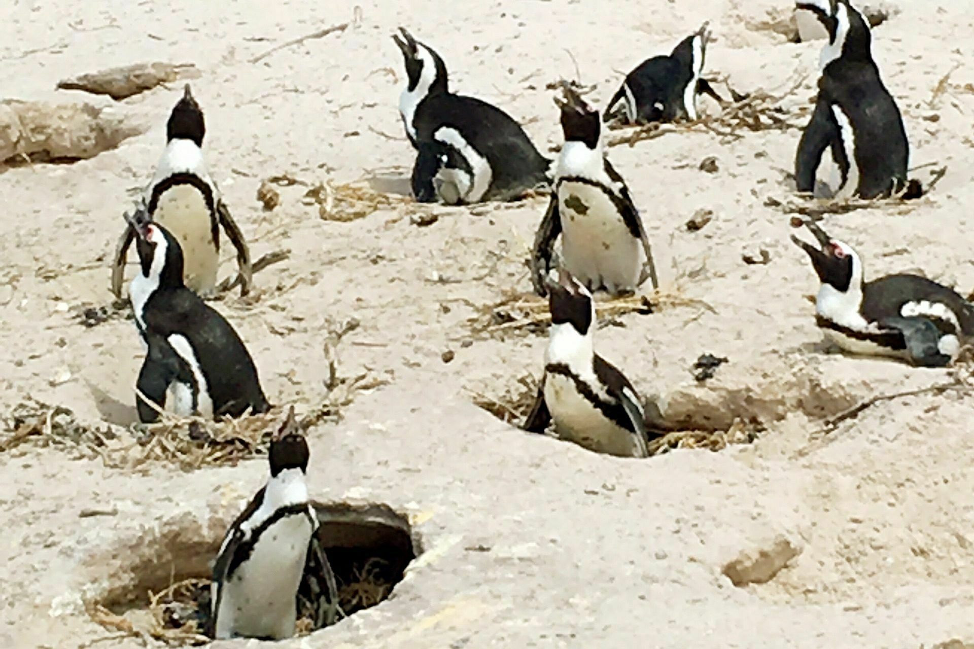 63只企鹅疑似被蛰死,南极企鹅被蜜蜂蛰死