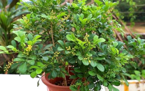 盆栽米兰花修剪技巧,米兰花怎么修剪叶子上有白色斑点