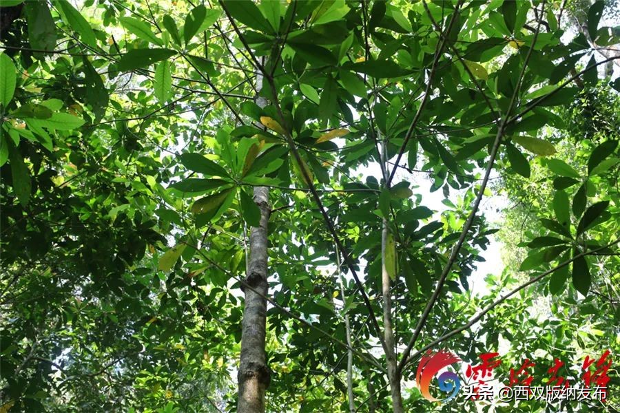 cop15昆明植物园,cop15红河