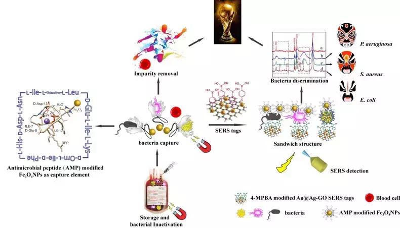 暨南大学：多功能生物传感器，病菌分离、检测、杀灭“三合一”