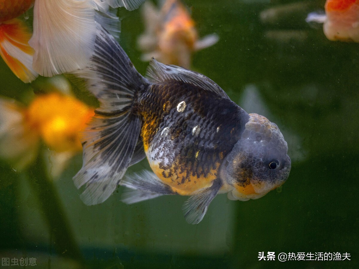 金鱼怎么投喂饲料好养,小金鱼怎么养成大金鱼