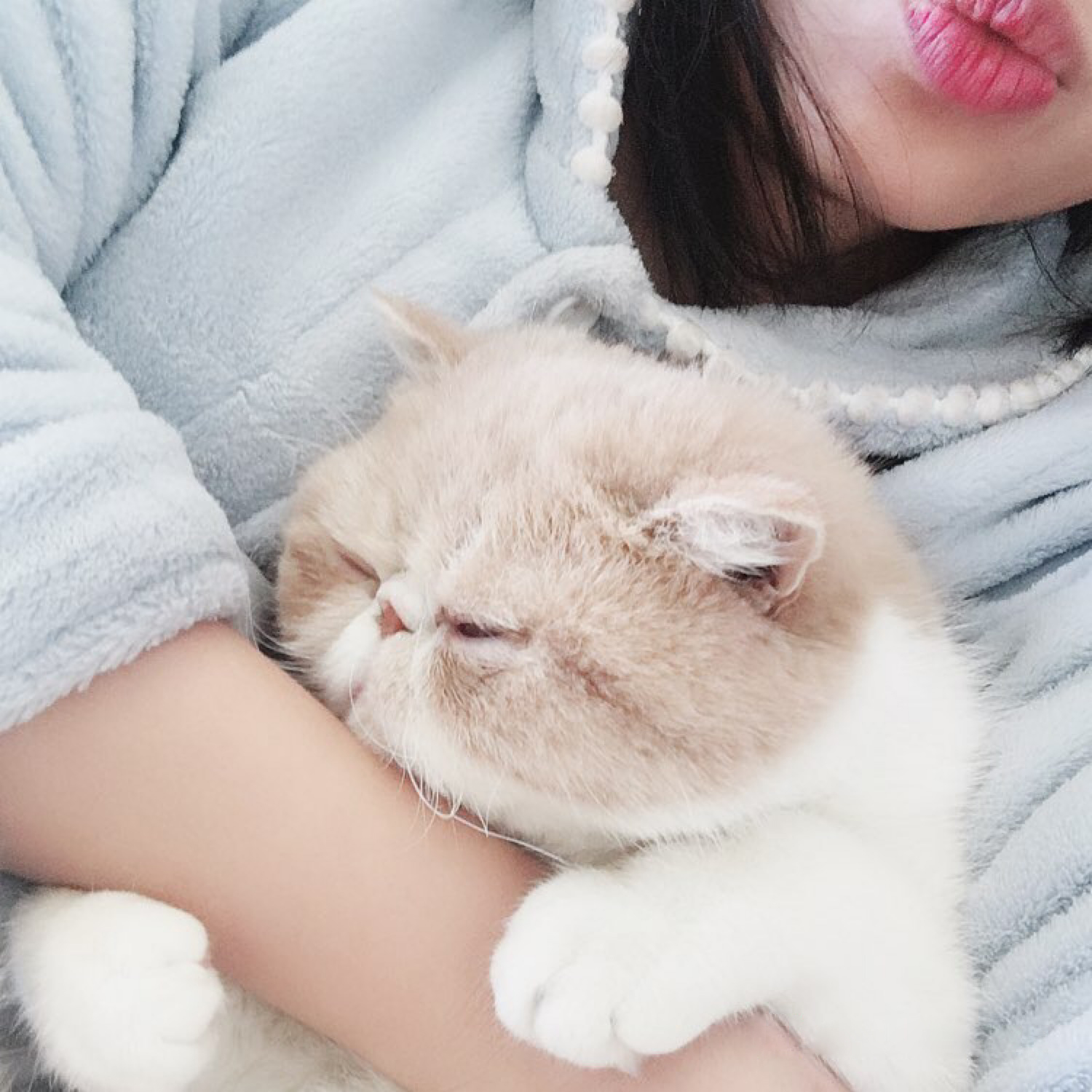 加菲猫和布偶猫更好看,三花加菲猫有多可爱