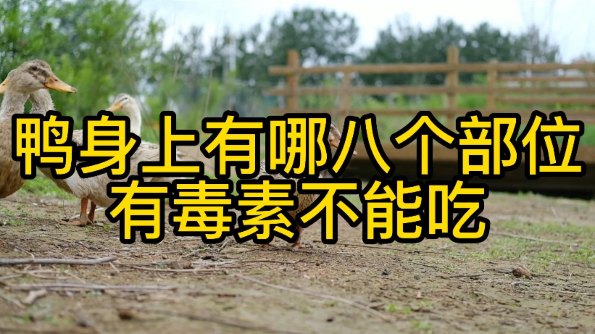 六种疾病不能吃鸡鸭,鸭有6个部位毒素最重建议要少吃