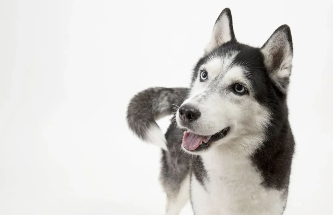 哈士奇真的傻不傻,哈士奇的8大缺点劝你最好别养