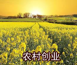 农村创业赚钱的4个小方法,20个农村创业致富小项目