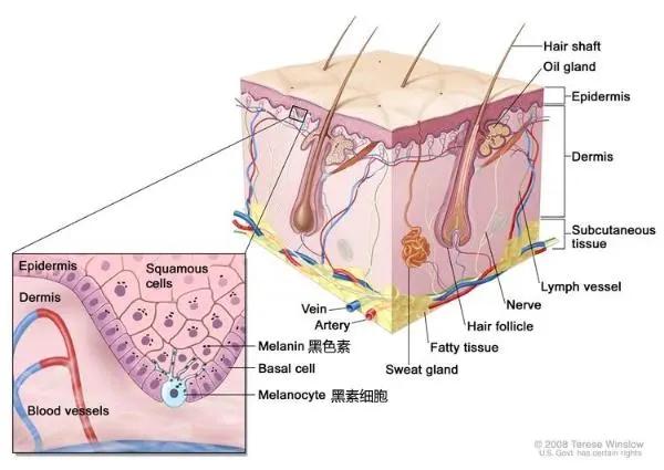 天生黑皮肤的人怎么才能变白,孩子天生皮肤黑怎么变白