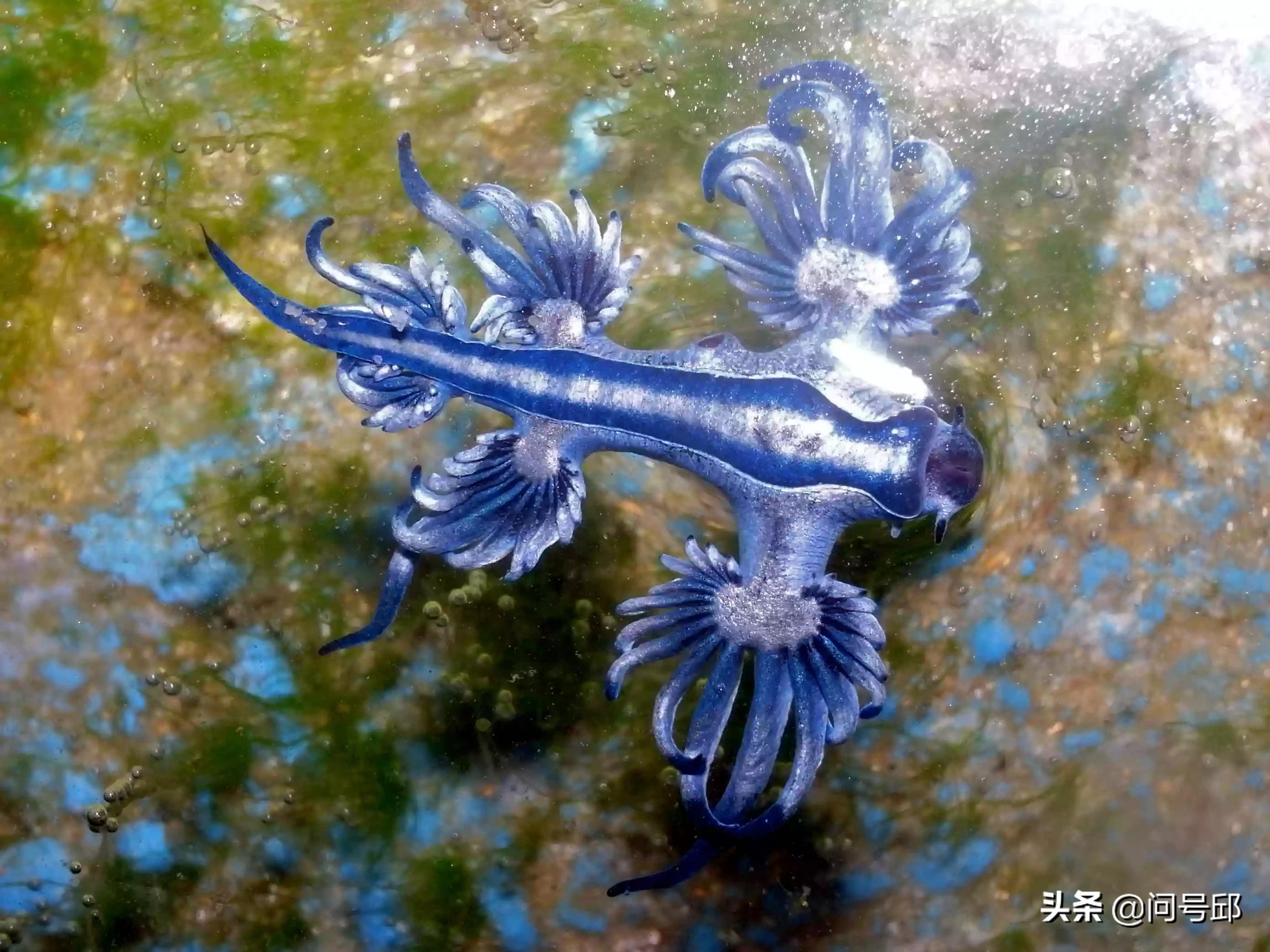 盘点地球上的逆天动物,世界上最罕见的动物资料