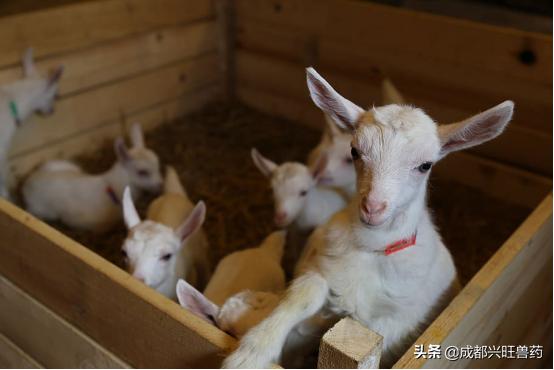 牛羊咳嗽流脓鼻涕,牛羊咳嗽厉害怎么治