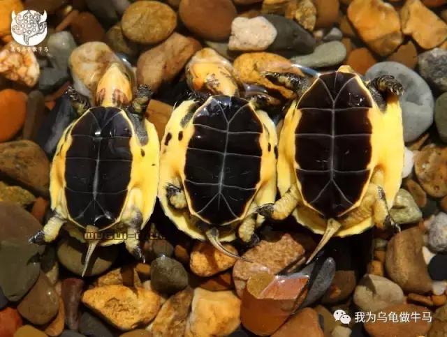 黄缘闭壳龟全集,黄缘闭壳龟和黄缘盒龟