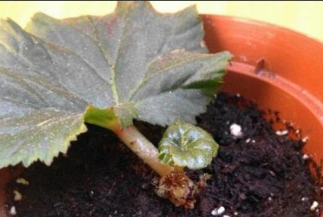 丽格海棠好看不好养？掌握正确的养殖技巧，叶绿花红养得久