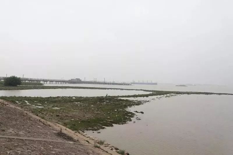 江阴长江之星农业湿地生态园,江阴利港黄丹村湿地保护区