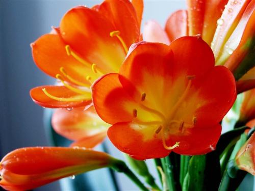 四季开花的君子兰有什么品种,君子兰花卉哪个品种最好