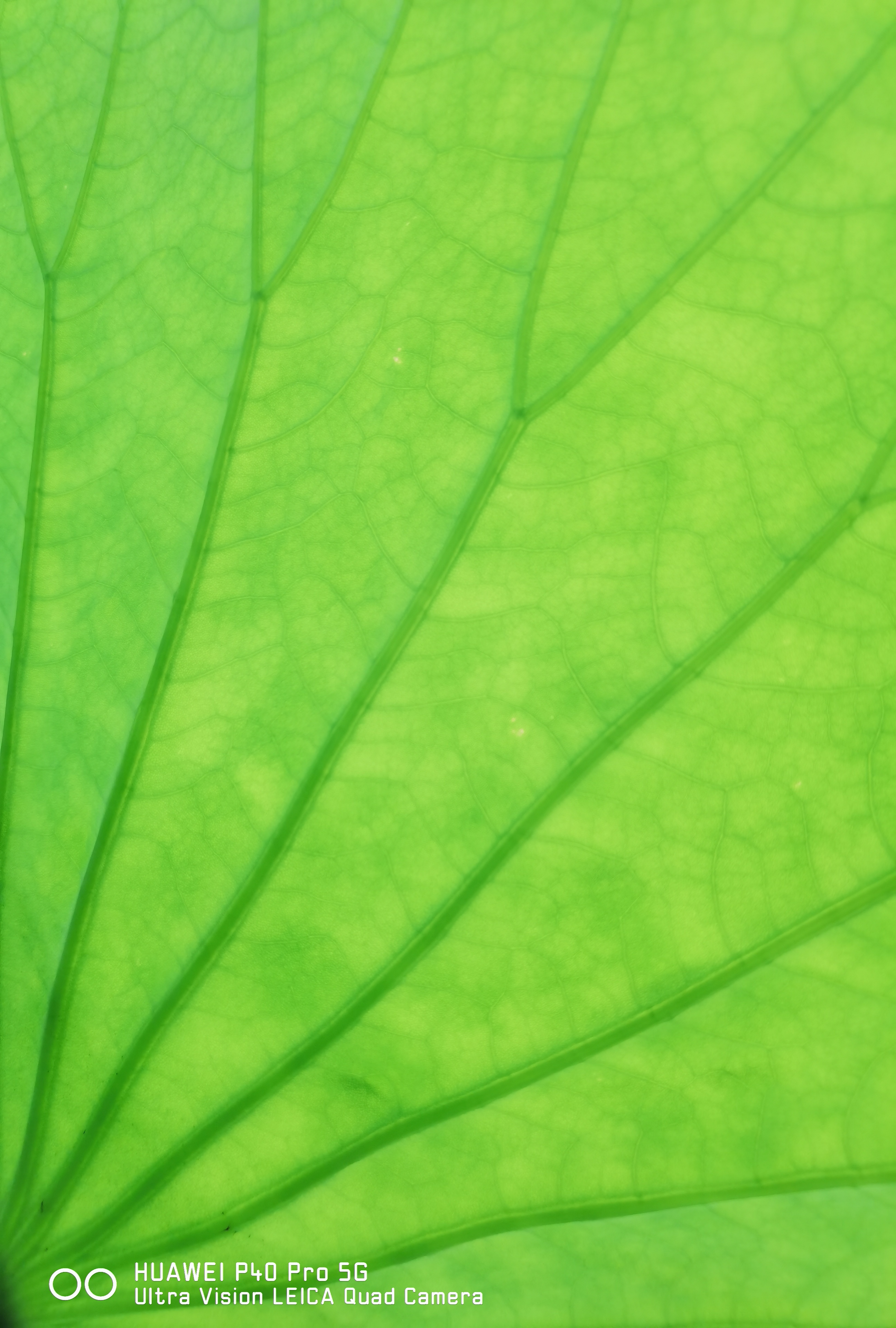 华为p50pro实测,华为p50pro变焦测试