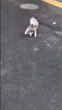 这么调皮的女朋友,我也想来一打