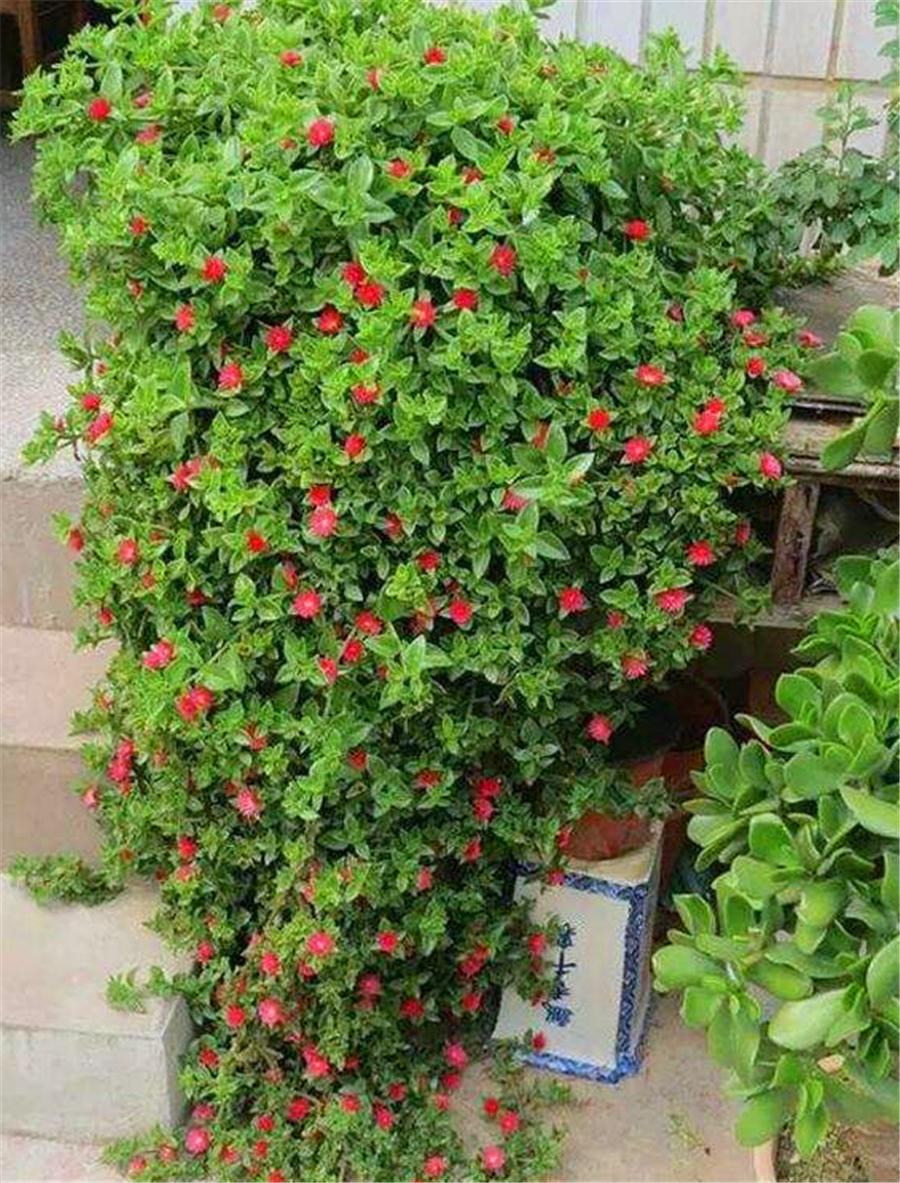 人养花花养人下句,什么花好养活又好看还可以吃的