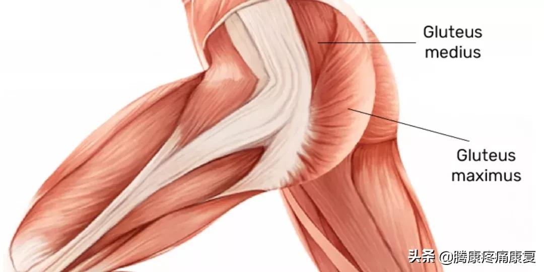 怎么解决下交叉综合症,下交叉综合征改善训练