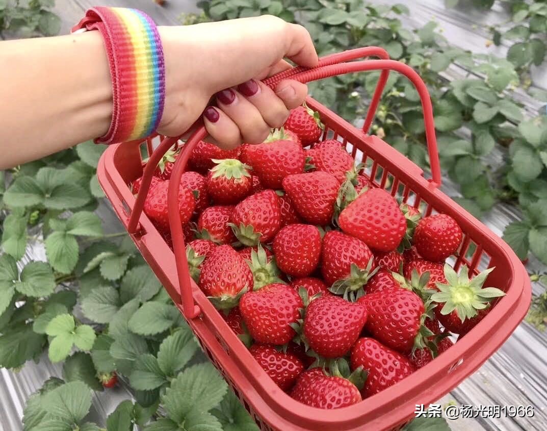 鍑噷鏀惰垂绔欏崠鑽夎帗 (鍑噷闄勮繎鐧借壊鑽夎帗)