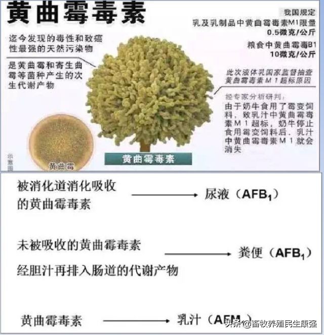 关于牛羊养殖出现问题,牛羊生产与疾病防治