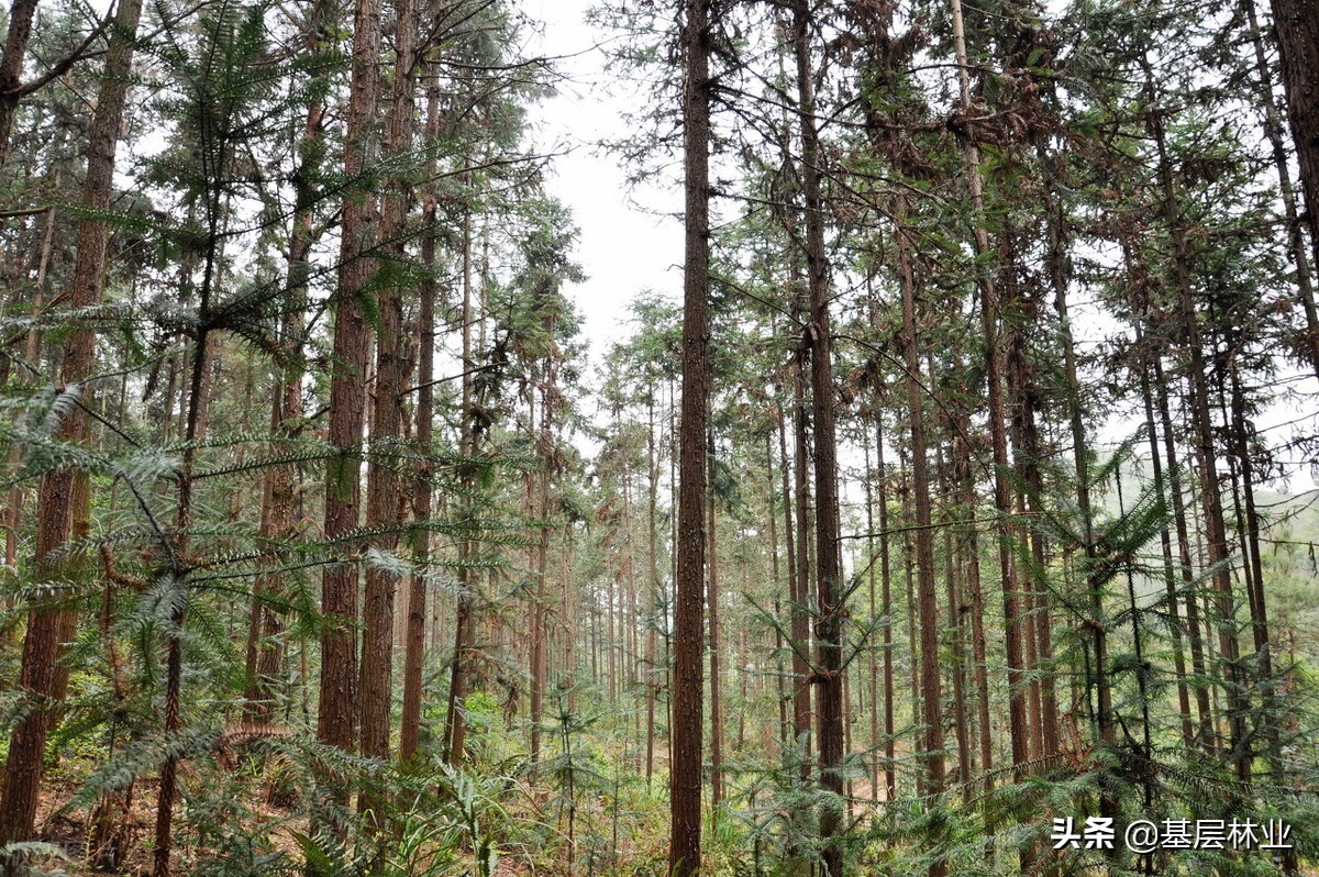 杉木林怎么利用更有价值,10年杉木林价格表