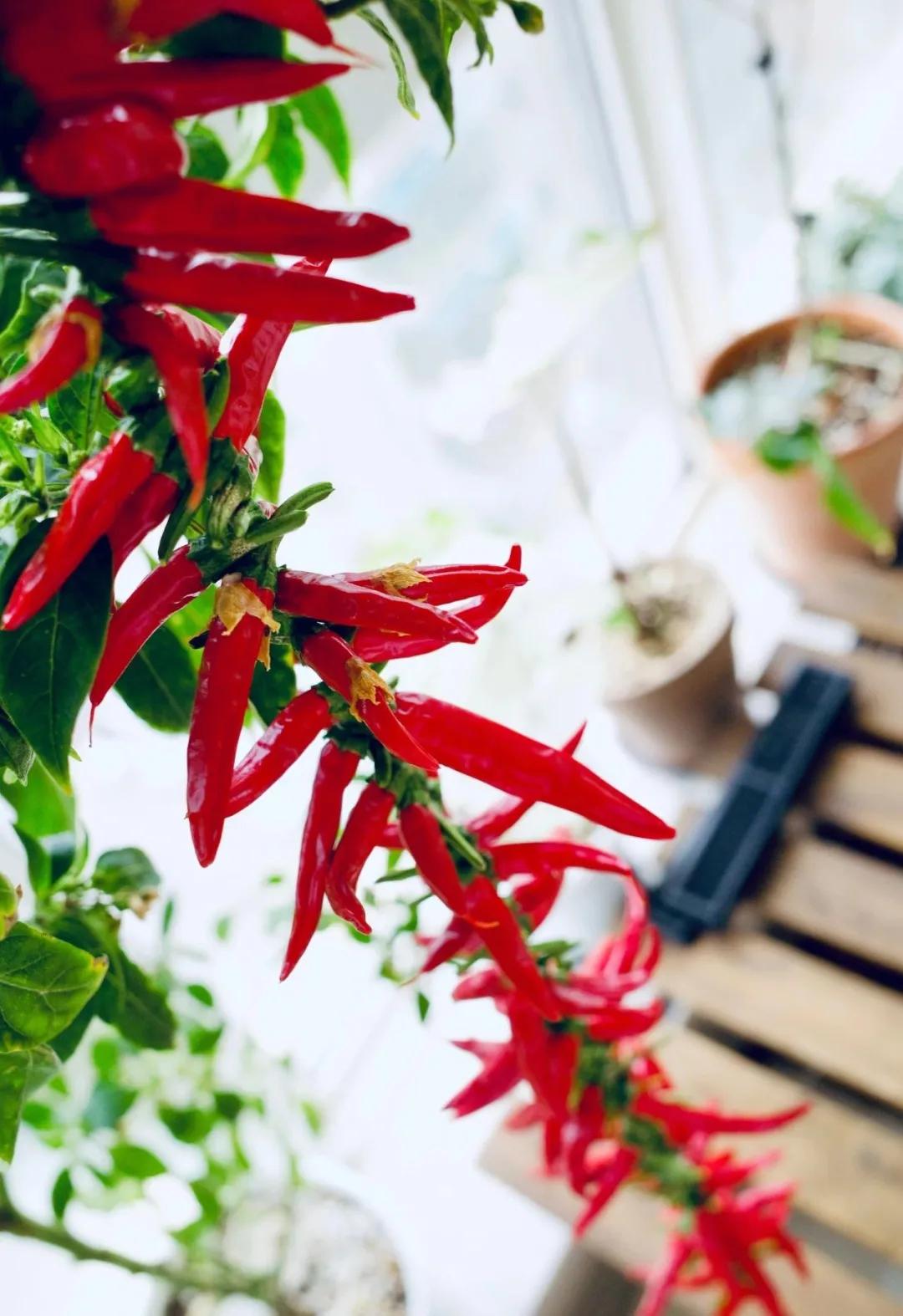 适合懒人家庭种菜100种,家里种菜这3种就够了