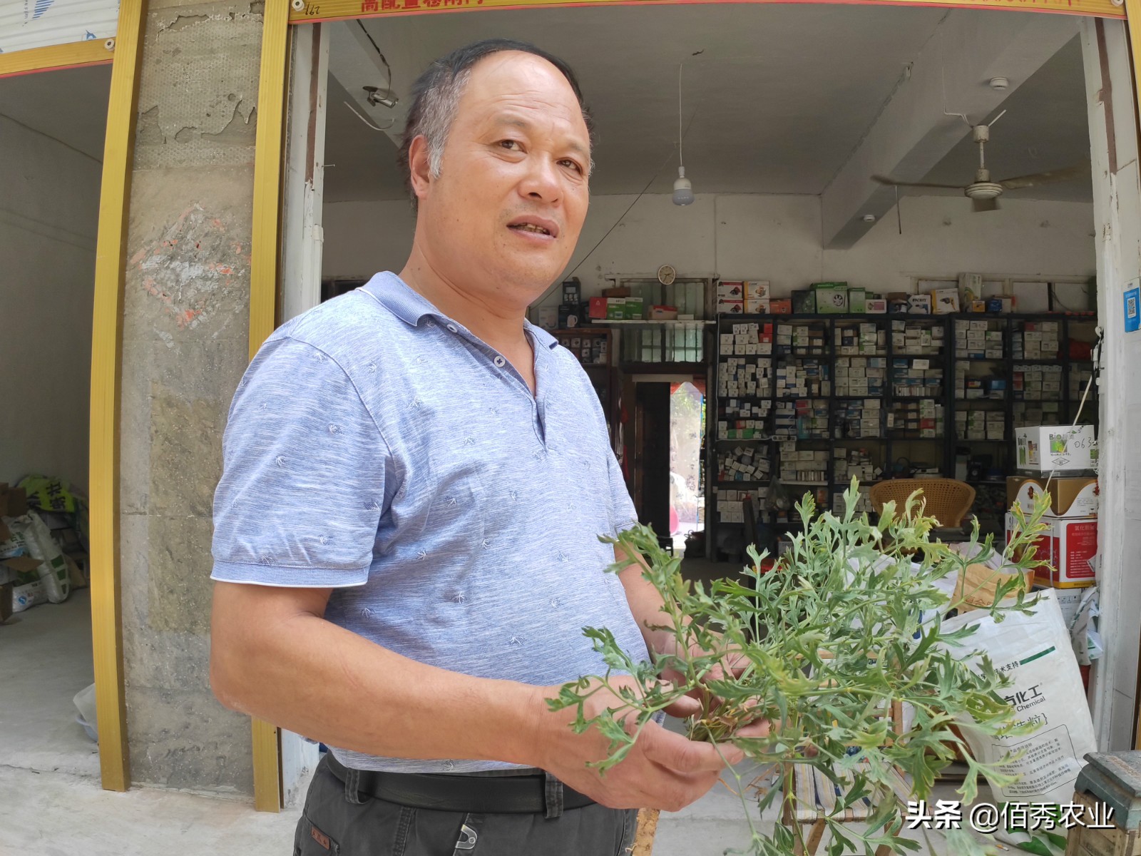 中药材防风田间管理,防风病害管理