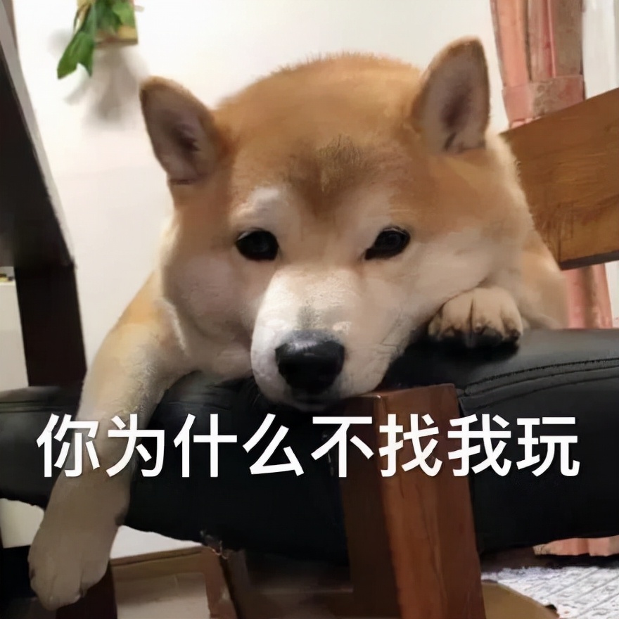 狗狗外出总是乱吃垃圾怎么办,怎么预防狗狗外出乱吃