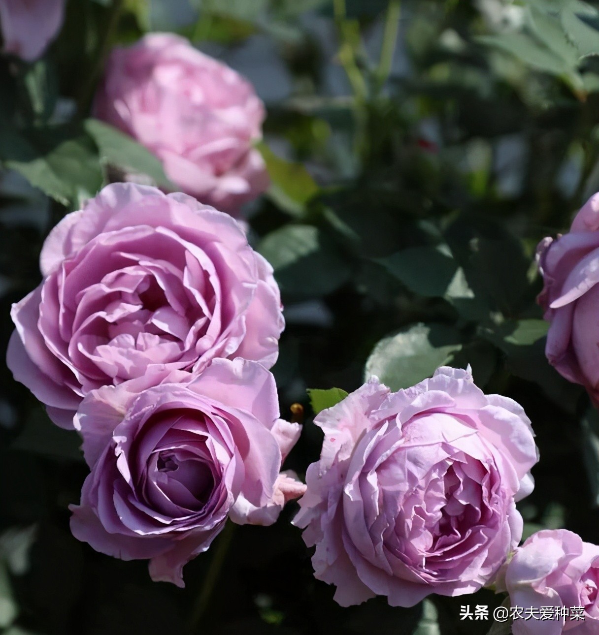 欧月月季品种大全图片,欧月月季的品种有哪些