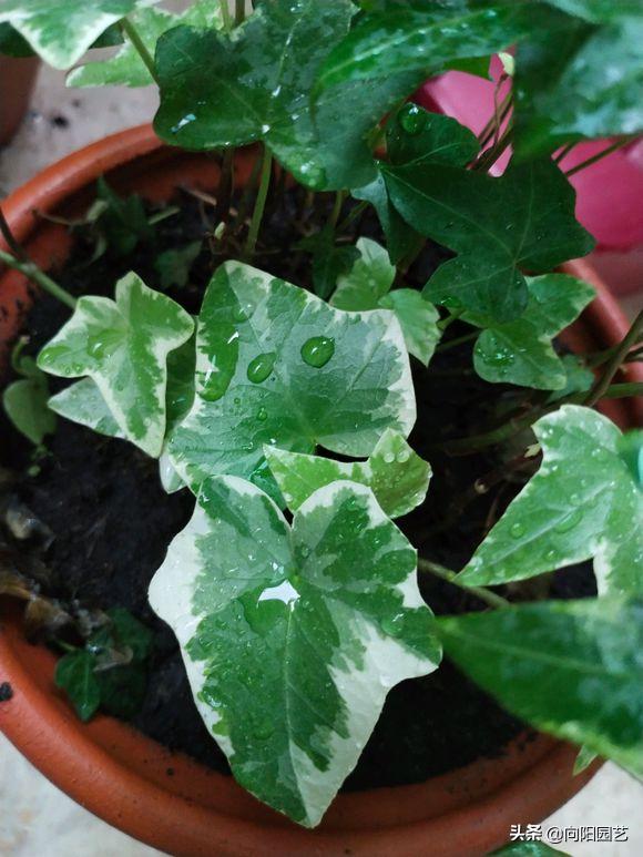 养花旺宅四种植物,十大最适合浇土的绿植