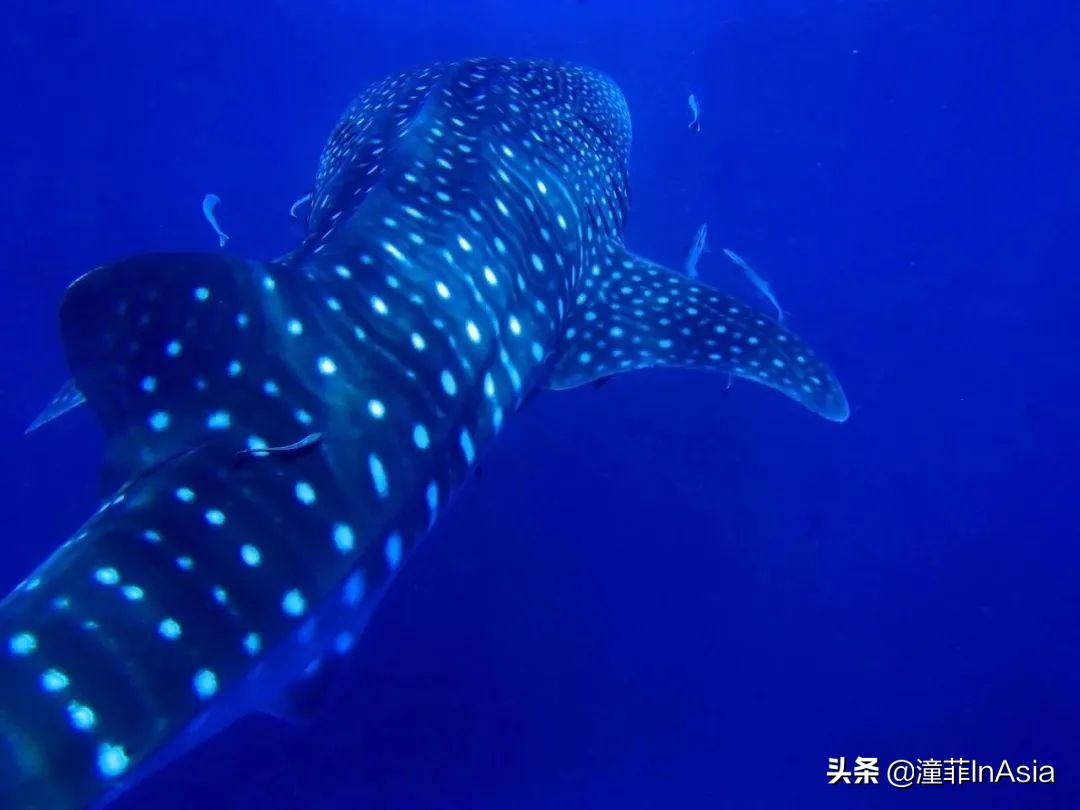 去泰国旅游必带物品,泰国旅游必做的100件事