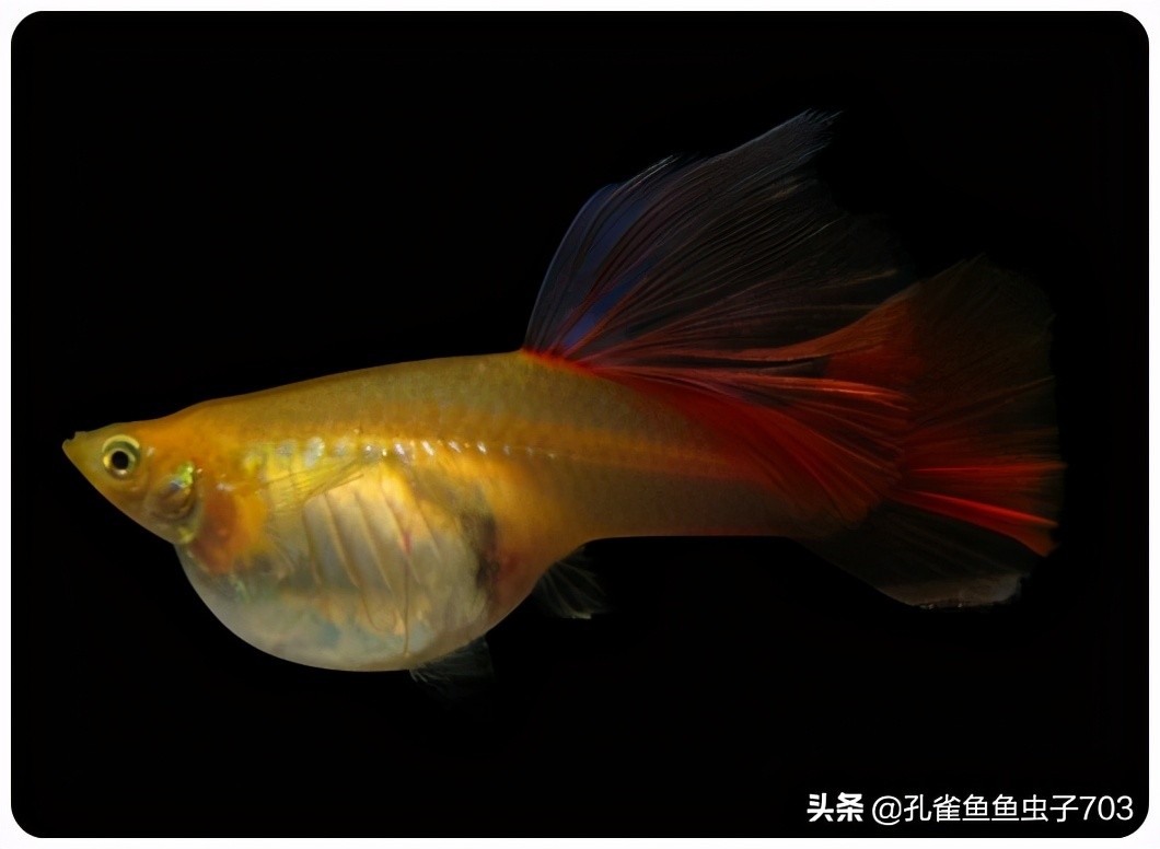 孔雀母鱼多久生一次,孔雀母鱼生一半不生了