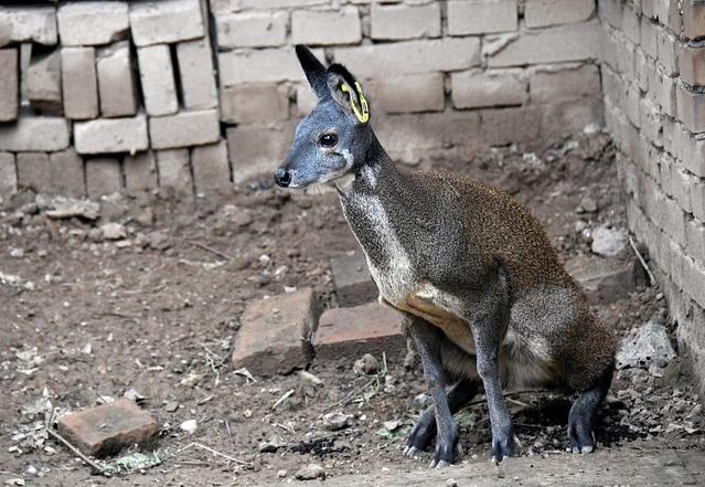 麝香酒钓鱼有什么用,西部风麝香酒钓鱼好用吗