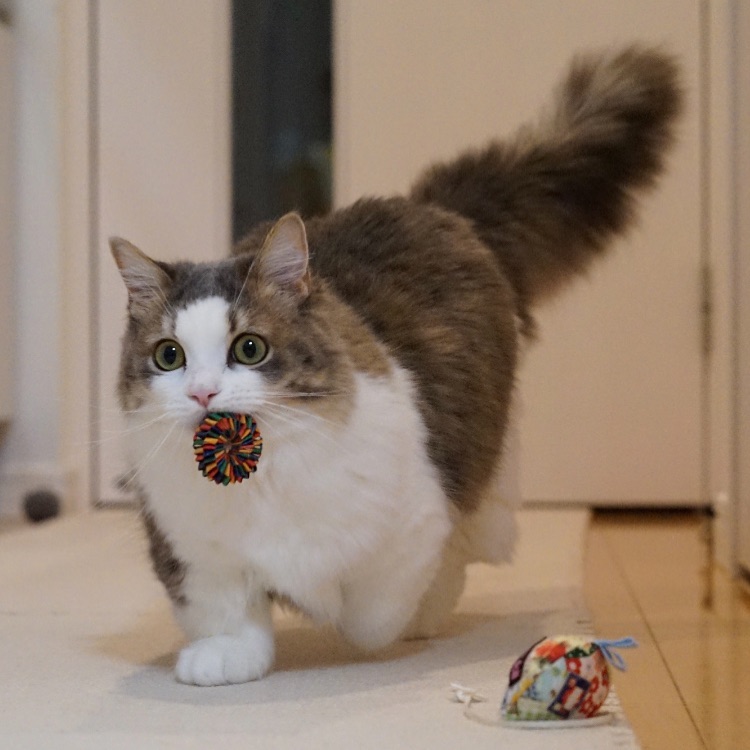 猫咪一开始粘人熟悉了不黏人了,猫咪开始不粘人怎么办