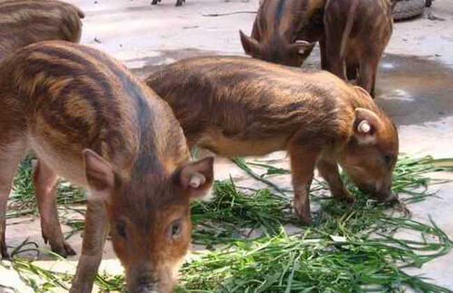 野猪养殖销路,养殖特种野猪销路如何
