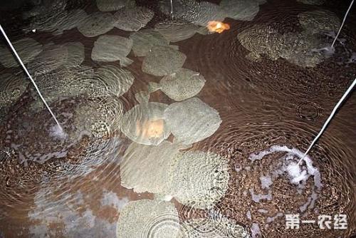 蟹纤毛虫病最佳治疗方法,盾形纤毛虫