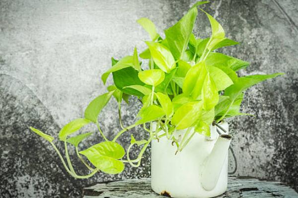 绿萝夏天能不能淋雨,绿萝可以淋雨吗