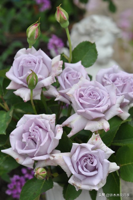 30种黄色月季,10种超美的蓝色月季