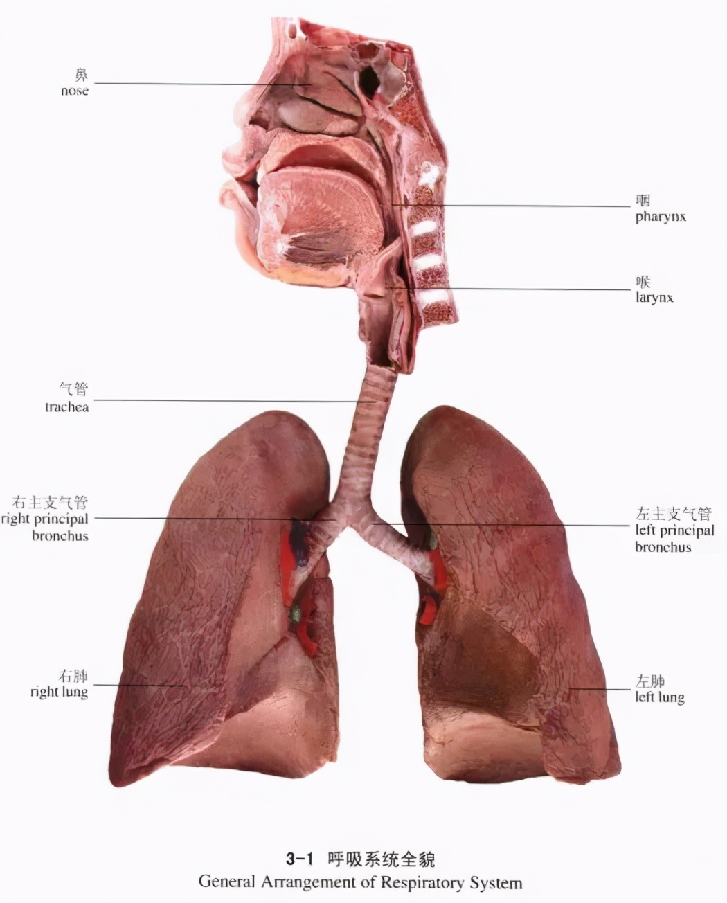 咯血的病因,咯血伴呛咳最常见病因