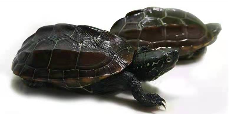 育龟龟粮系列怎么选,头盔龟和巨头龟怎么选