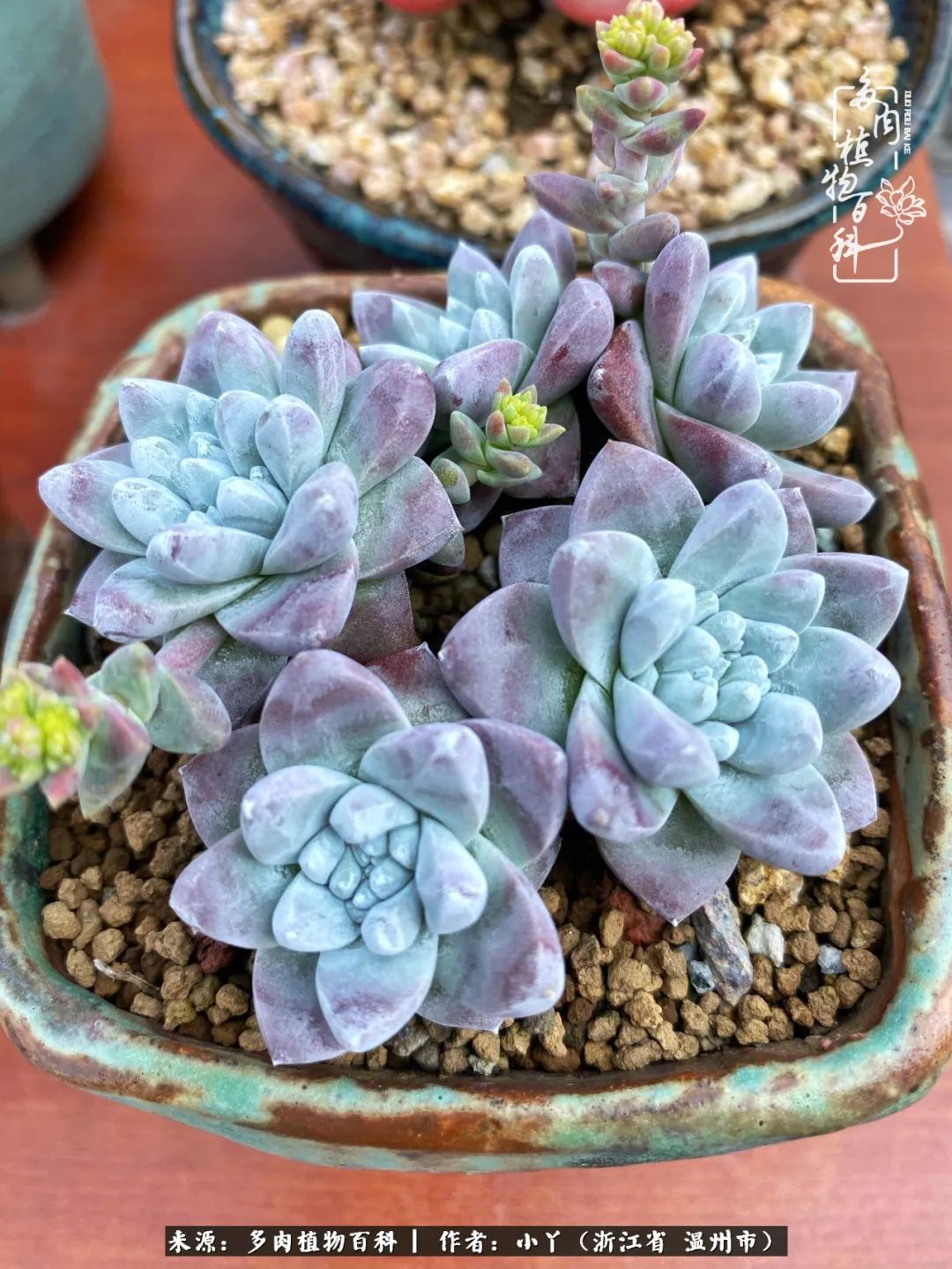 祖上无院家里无矿，一腔浪漫情怀付诸楼顶造花