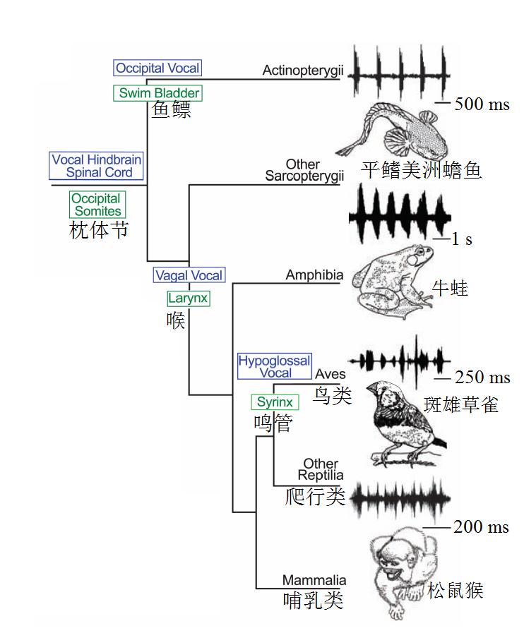 鱼会不会跳出来,鱼会叫吗