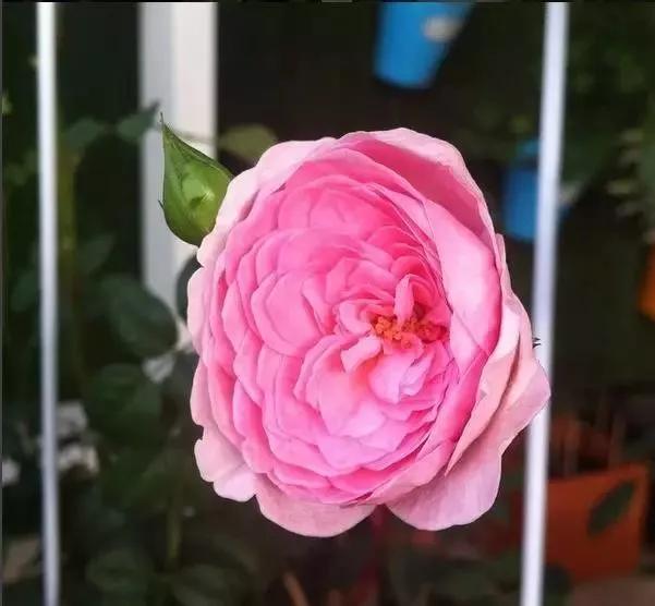 给大家介绍一下玫瑰品种,玫瑰的品种及特点介绍