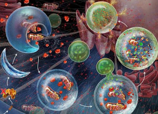 大学生实验室显微镜,大学生发明的黑科技