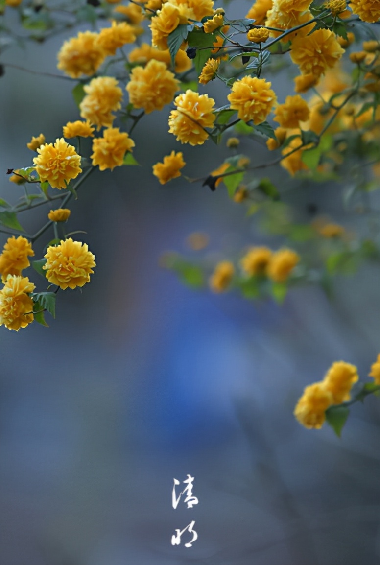 原创诗词14首,经典诗词36首