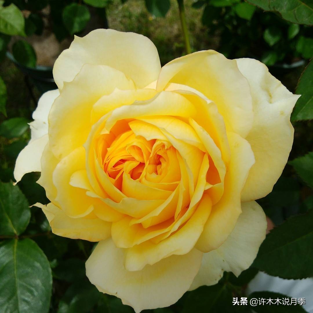 月季扦插发芽又枯萎是什么原因,月季扦插的都发芽了怎么就蔫了