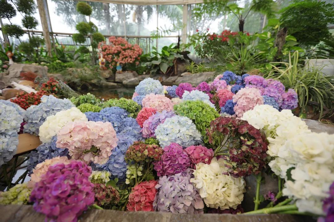 广州花海最新视频,广州花海大片蔚为壮观