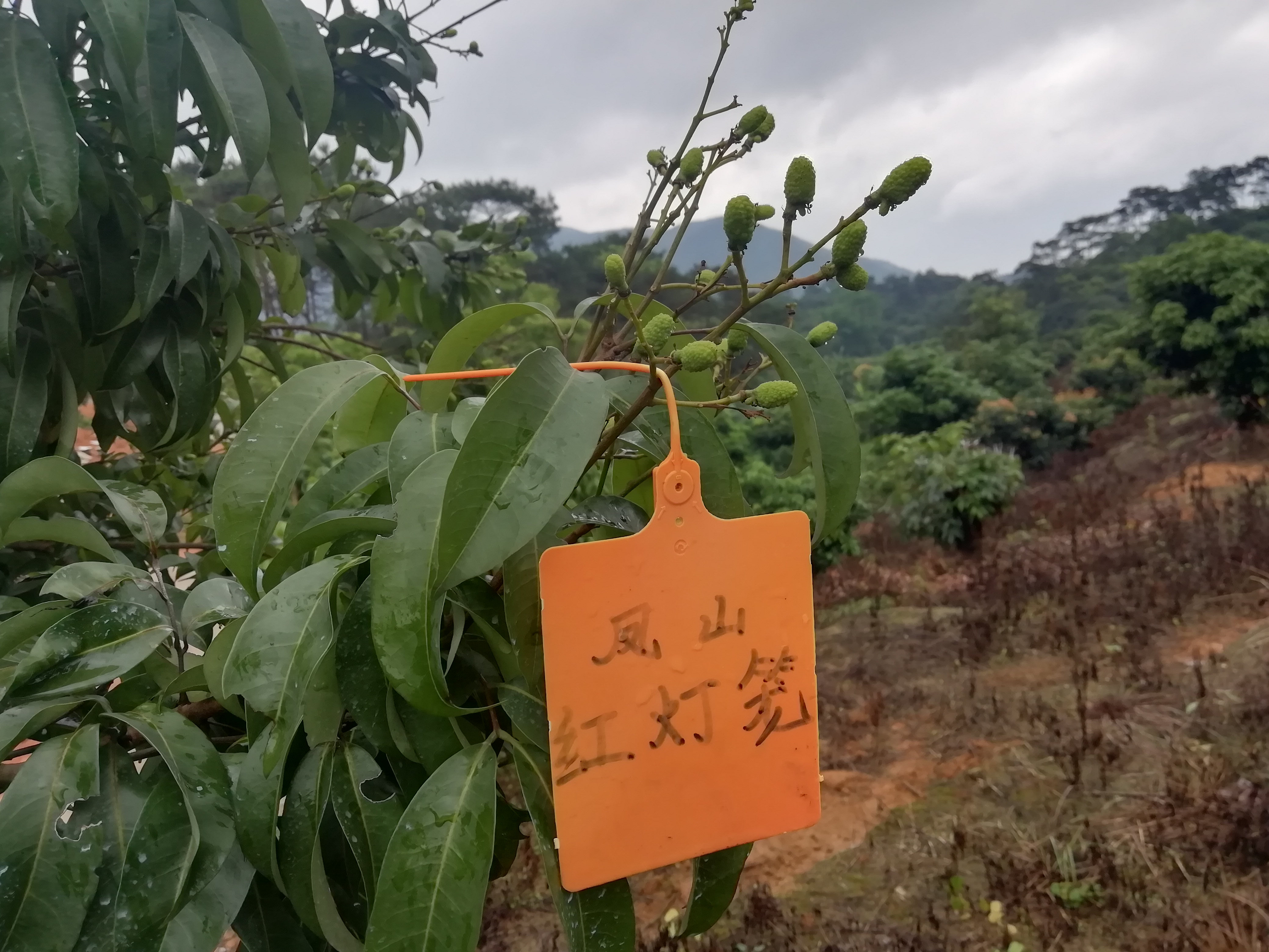 荔枝嫁接品种不亲和怎么办?搭桥手术来帮忙