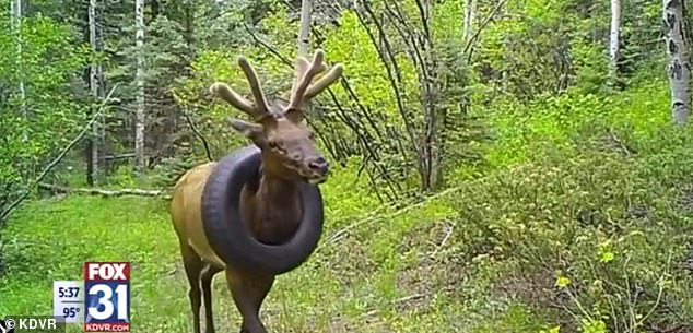 麋鹿美国,美国野生麋鹿套轮胎