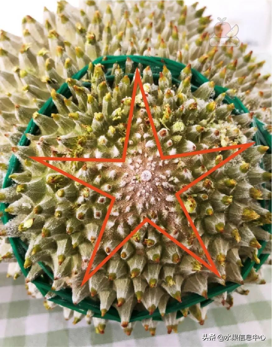 托曼尼猫山王榴莲价格,泰国托曼尼榴莲和猫山王区别