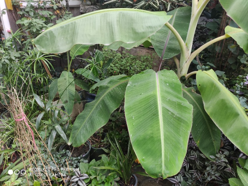 屋顶花园的香蕉种植技术,香蕉如何种植短视频