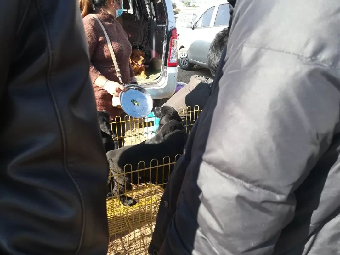 拉布拉多小狗狗市场有卖吗,狗市能买到纯拉布拉多吗